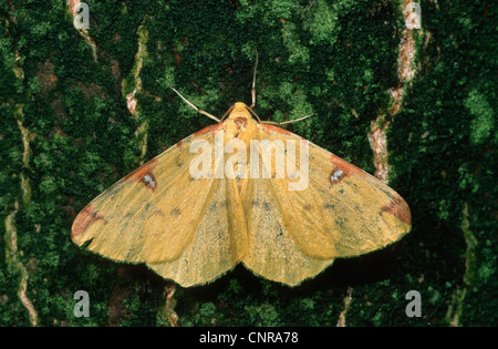 Schwefel-Motte (Opisthograptis Luteolata), sitzen auf Rinde, Deutschland Stockfoto