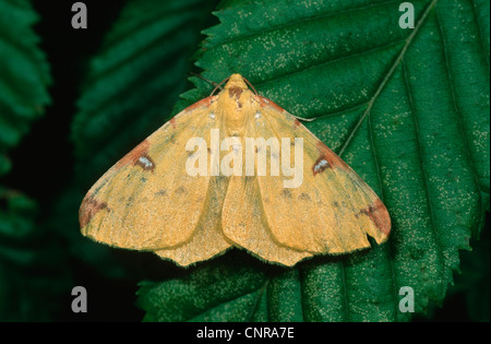 Schwefel-Motte (Opisthograptis Luteolata), sitzen auf Rinde, Deutschland Stockfoto