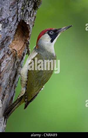 Grünspecht (Picus Viridis), weibliche Zucht-Höhle, Österreich Stockfoto