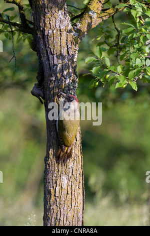 Grünspecht (Picus Viridis), weibliche Zucht-Höhle, Österreich Stockfoto