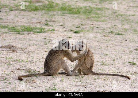 Grivet Affe, Affe Savanne, Green Monkey, Vervet Affen (grüne Aethiops), zwei Welpen spielen, Namibia, Mahango Nationalpark Stockfoto