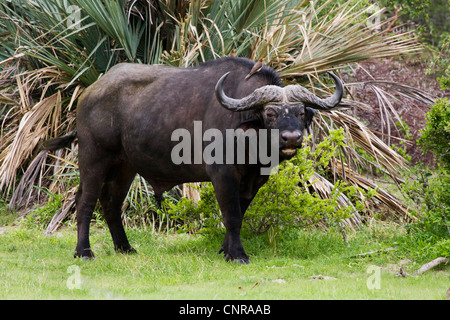 Afrikanischer Büffel (Syncerus Caffer), Stier in seinem Lebensraum, Namibia, Mahango Nationalpark Stockfoto