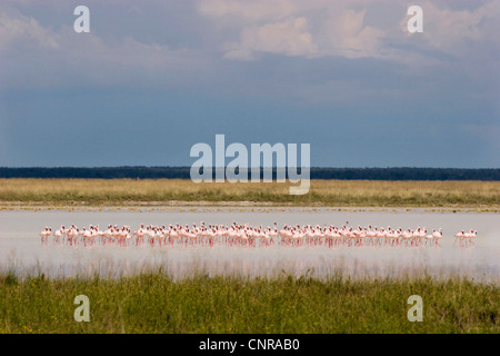 Rosaflamingo (Phoenicopterus Roseus, Phoenicopterus Ruber Roseus), Gruppe im Etosha, Namibia Etosha National Park Stockfoto