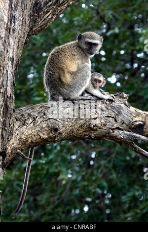 Grivet Affe, Savanne Affe, Green Monkey, Vervet Affen (grüne Aethiops), Weibchen mit Welpen ruhen, Namibia, Mahango Nationalpark Stockfoto