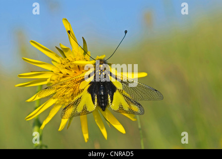 Owlflies (Libelloides Coccajus, Libelloides Coccaius, Ascalaphus Libelluloides), am Blütenstand, Deutschland, Baden-Württemberg, Kaiserstuhl Stockfoto