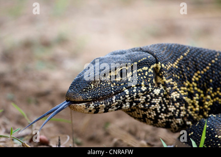 Nilwaran (Varanus Niloticus), Porträt, Namibia, Mahango Nationalpark Stockfoto