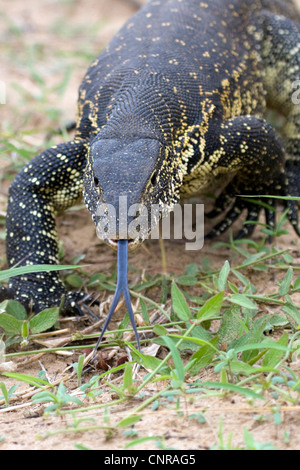 Nilwaran (Varanus Niloticus), Porträt, Namibia, Mahango Nationalpark Stockfoto