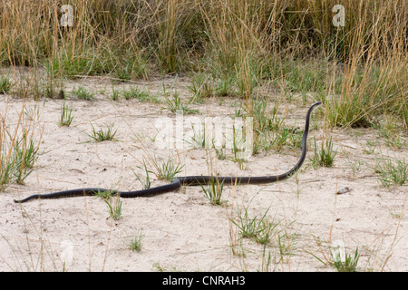 schwarze Mamba (Dendroaspis Polylepis), aufrecht, Namibia, Sambesi-Fluss Stockfoto