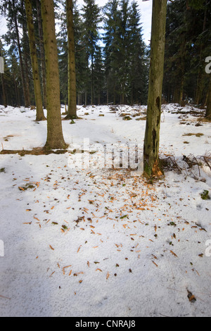 Norwegen Fichte (Picea Abies), toten Baumstamm gehasht durch einen Specht, Deutschland, Nordrhein-Westfalen Stockfoto