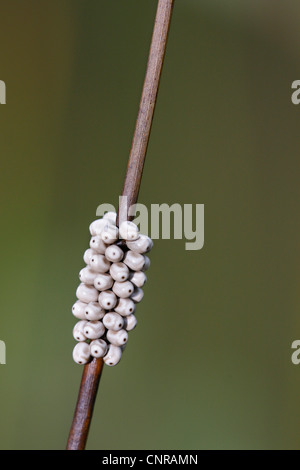 Fox Moth (Macrothylacia Rubi), Eiern am Stiel, Deutschland, Rheinland-Pfalz Stockfoto