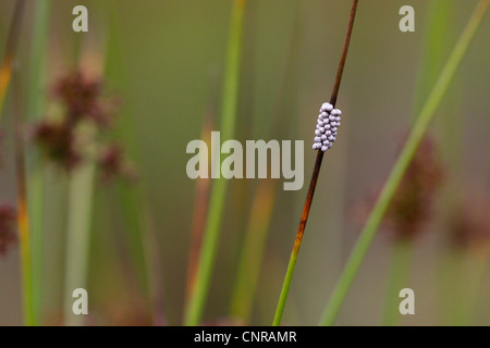 Fox Moth (Macrothylacia Rubi), Eiern am Stiel, Deutschland, Rheinland-Pfalz Stockfoto