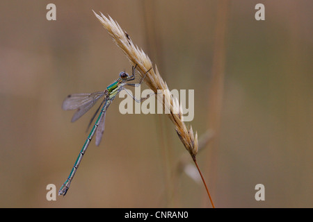 grüne Lestes, Emerald Damselfly (Lestes Sponsa), am Grashalm, Deutschland, Rheinland-Pfalz Stockfoto