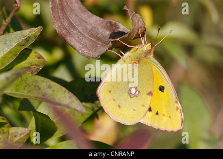 Berger ist getrübt, gelb (Colias Australis, Colias Alfacariensis), sitzt auf einem Blatt, Deutschland, Baden-Württemberg Stockfoto