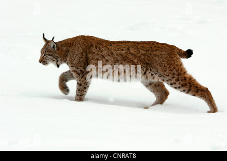 Eurasischer Luchs (Lynx Lynx), Wandern im Schnee, Deutschland Stockfoto