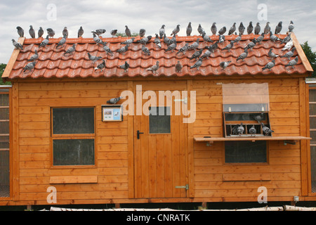 Brieftaube (Columba Livia F. Domestica), Tauben mit Brieftauben auf dem Dach Stockfoto