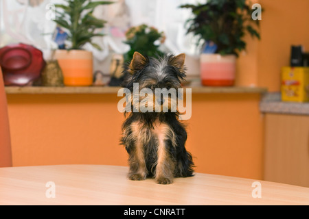 Yorkshire Terrier (Canis Lupus F. Familiaris), Welpen, die auf einem Tisch Stockfoto