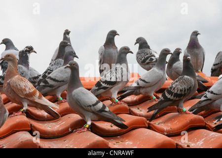 Brieftaube (Columba Livia F. Domestica), homing Tauben auf Dach Stockfoto