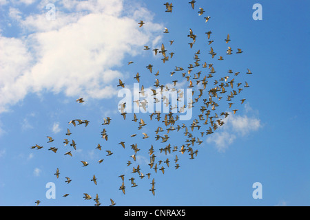 Brieftaube (Columba Livia F. Domestica), Herde von Brieftauben fliegen Stockfoto