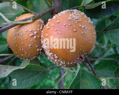 Apfel (Malus spec.), muffigen Äpfel auf einem Zweig Stockfoto