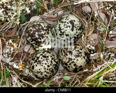 Europäische Goldregenpfeifer (Pluvialis Apricaria), nest mit Eiern, Norwegen, Opdal Stockfoto