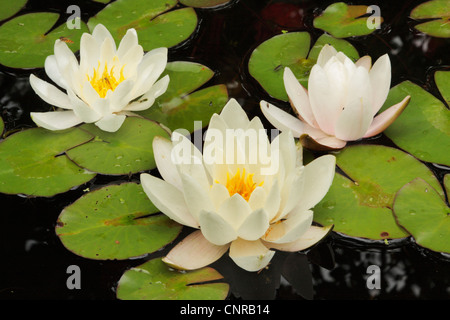 Weiße Seerose, weiße Lilie Teich (Nymphaea Alba), drei Blumen auf schwimmenden Blätter, Deutschland, Bayern Stockfoto