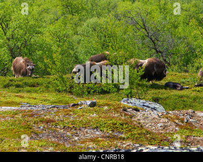 Moschusochsen (Ovibos Moschatus), Herde mit Kälbern im Laubwald, Norwegen Dovrefjell Nationalpark Stockfoto