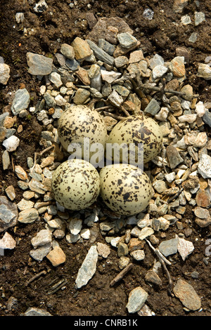 Flussregenpfeifer-Regenpfeifer (Charadrius Hiaticula), nest mit Eiern, Norwegen Stockfoto