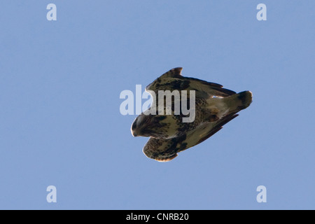 Rough-legged Bussard (Buteo Lagopus), Sturzflug, Norwegen Stockfoto