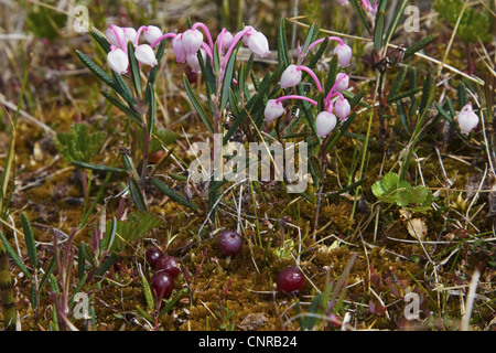 Bog Rosmarin (Andromeda Polifolia), blüht mit fruchttragenden Sumpf Cranberry: Vaccinium Oxycoccus, Schweden Stockfoto