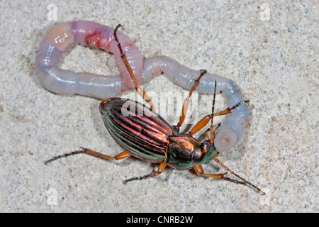 goldenen Boden Käfer, vergoldeter Boden Käfer (Carabus Auratus), mit Erde Wurm als Beute, Deutschland, Baden-Württemberg Stockfoto