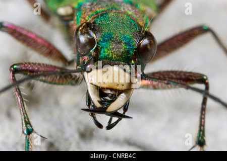 grüne Sandlaufkäfer (Cicindela Campestris), zu Fuß auf einem Stein, Deutschland, Bayern Stockfoto