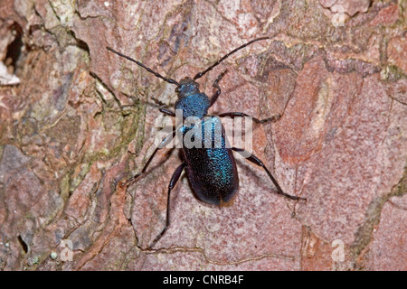 Violet Eichenlohehaufen Käfer (Callidium Violaceum), auf Rinde Stockfoto