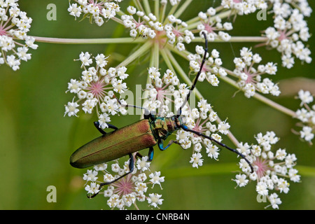 Moschus-Käfer (Aromia Moschata), Doldengewächse, Deutschland, Bayern Stockfoto