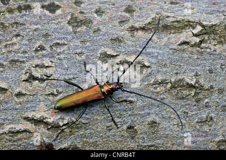 Moschus-Käfer (Aromia Moschata), Rinde, Deutschland, Bayern Stockfoto