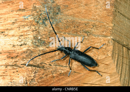 Buche-Steinbock-Käfer, kleine Eiche Steinbock Käfer (Buchenspießbock Scopolii), auf Holz, Alsace Stockfoto