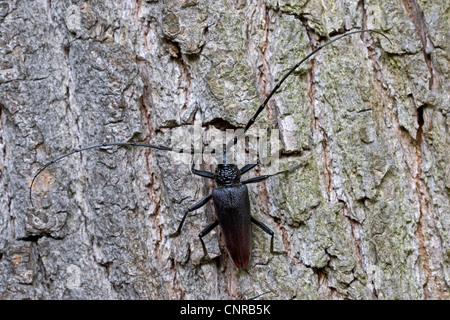 großer Steinbock Käfer, Eiche Buchenspießbock (Buchenspießbock Cerdo), männliche auf Rinde, Deutschland, Baden-Württemberg Stockfoto
