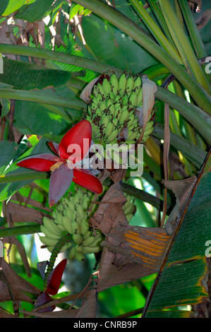 Bananen (Musa spec.), Blütenstand und junge Früchte, Costa Rica Stockfoto