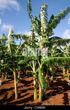 gemeinsamen Bananen (Musa X paradisiaca), Blütenstand und junge Früchte, Kuba, Pisang Stockfoto