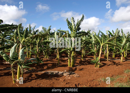 gemeinsamen Bananen (Musa X paradisiaca), Blütenstand und junge Früchte, Kuba, Pisang Stockfoto