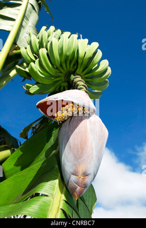 gemeinsamen Bananen (Musa X paradisiaca), Blütenstand und junge Früchte, Kuba, Pisang Stockfoto