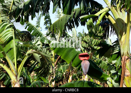 Banane (Musa Paradisiaca, Musa X paradisiaca), Blütenstand und junge Früchte, Kuba, Pisang Stockfoto