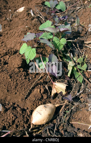 Süßkartoffel (Ipomoea Batatas), Knolle und Sprossen mit Blättern, Kuba Stockfoto