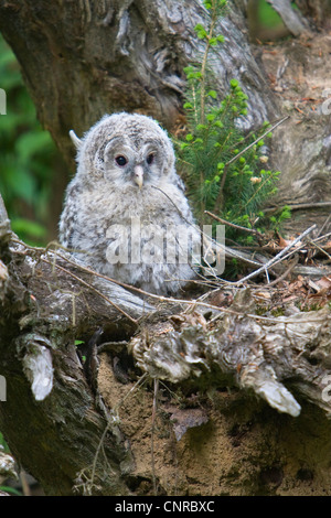 Habichtskauz (Strix Uralensis), junge im Nest, Deutschland, Bayerischer Wald Nationalpark Stockfoto