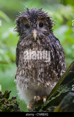 Habichtskauz (Strix Uralensis), nasse Küken, Deutschland, Nationalpark Bayerischer Wald Stockfoto