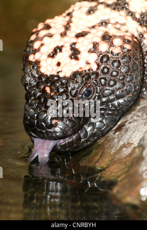 Gila Monster (Heloderma Suspectum), trinken, Porträt Stockfoto