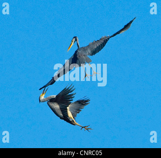 Graureiher (Ardea Cinerea), Kämpfe in der Luft, Norwegen, Troms, Troms Stockfoto