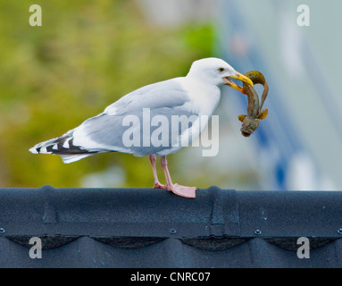 Silbermöwe (Larus Argentatus), mit Aalmutter, Norwegen, Troms, Troms Stockfoto