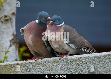 Ringeltaube (Columba Palumbus), paar, Deutschland, Niedersachsen, Norderney Stockfoto
