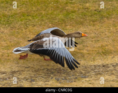 Graugans (Anser Anser), fliegen, Deutschland, Niedersachsen, Norderney Stockfoto