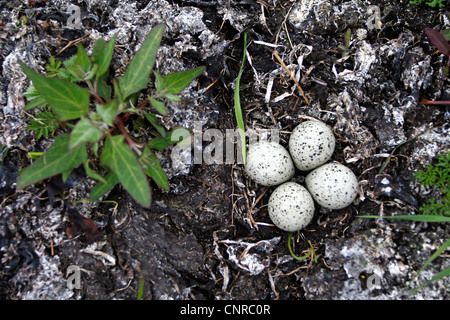 Flussregenpfeifer-Regenpfeifer (Charadrius Hiaticula), Eiern, Schweden, Oeland Stockfoto